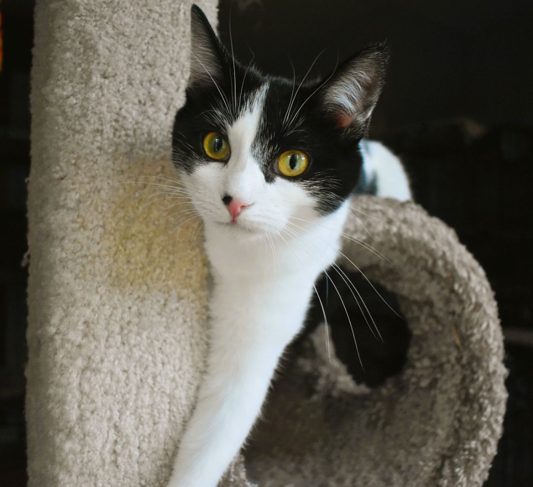 ZIVA, a Adoptable mixed breed in Spotsylvania, VA image 1/8