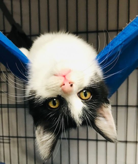 ZIVA, a Adoptable mixed breed in Spotsylvania, VA image 2/8