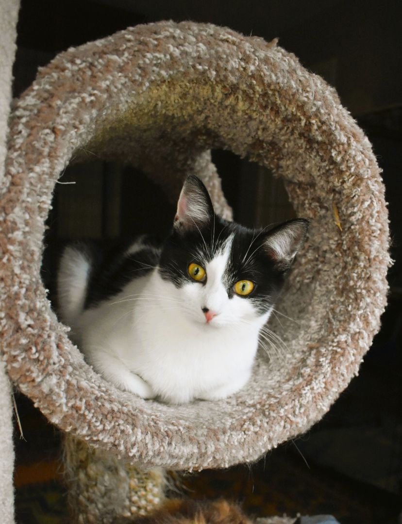 ZIVA, a Adoptable mixed breed in Spotsylvania, VA image 3/8