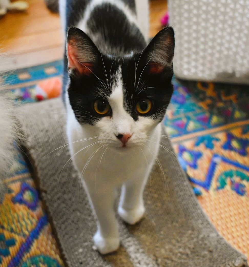 ZIVA, a Adoptable mixed breed in Spotsylvania, VA image 4/8