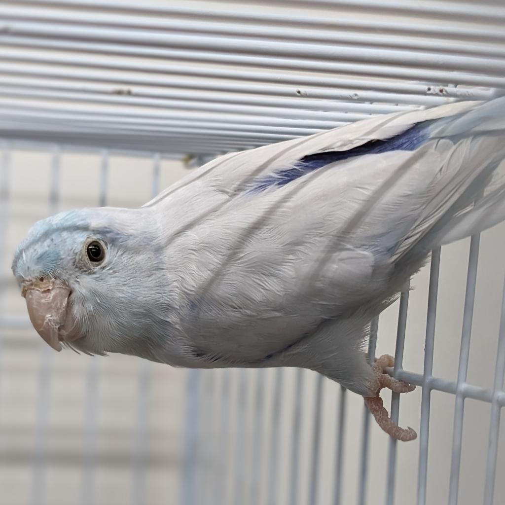 Zeus, Adoptable, Adult Male Parrotlet.