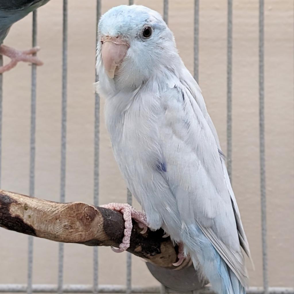 Enlarge Zeus, a Adoptable Parrotlet in Kanab, UT image 2/4