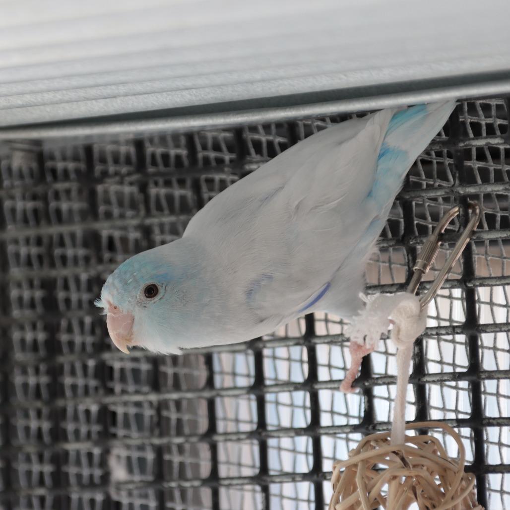Enlarge Zeus, a Adoptable Parrotlet in Kanab, UT image 3/4