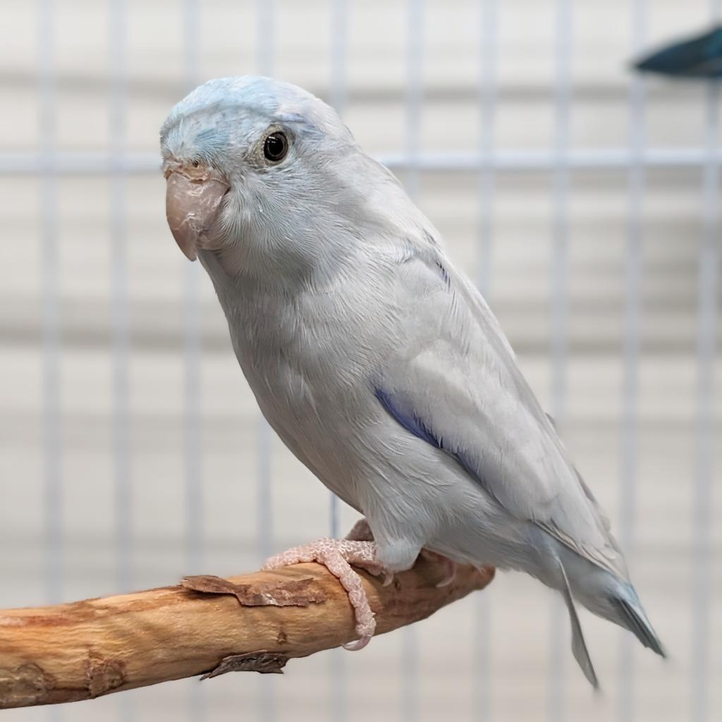 Enlarge Zeus, a Adoptable Parrotlet in Kanab, UT image 4/4