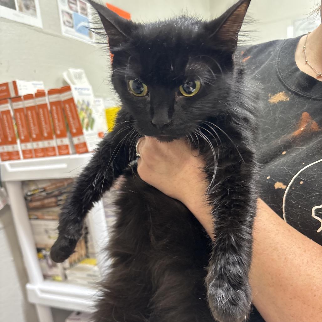 Sabrina, Adoptable, Adult Female Domestic Short Hair.