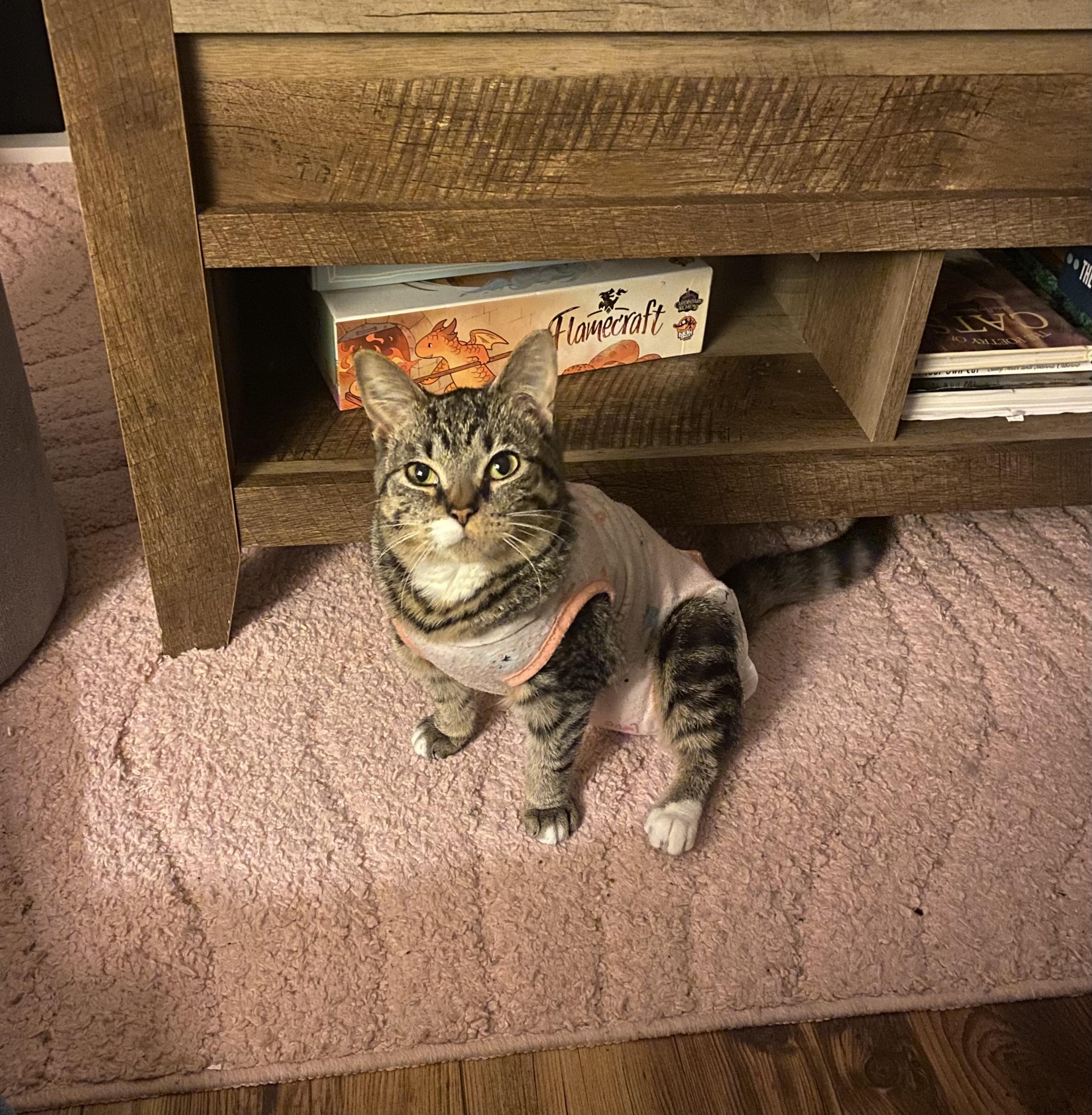 Pretzel Twist, Adoptable, Young Female Domestic Short Hair.