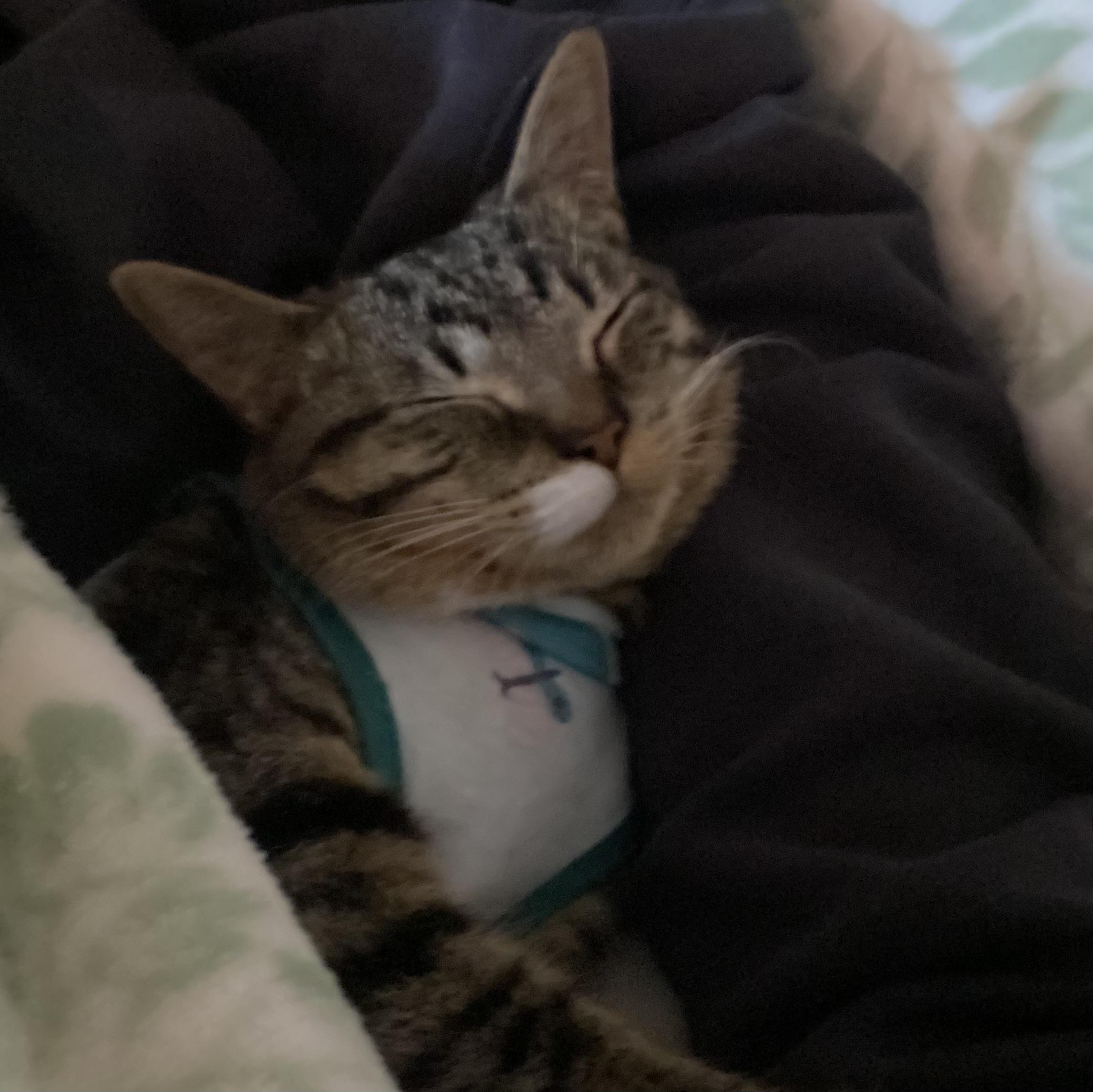 Pretzel Twist, a Adoptable Domestic Short Hair in Stockbridge, MI image 5/6