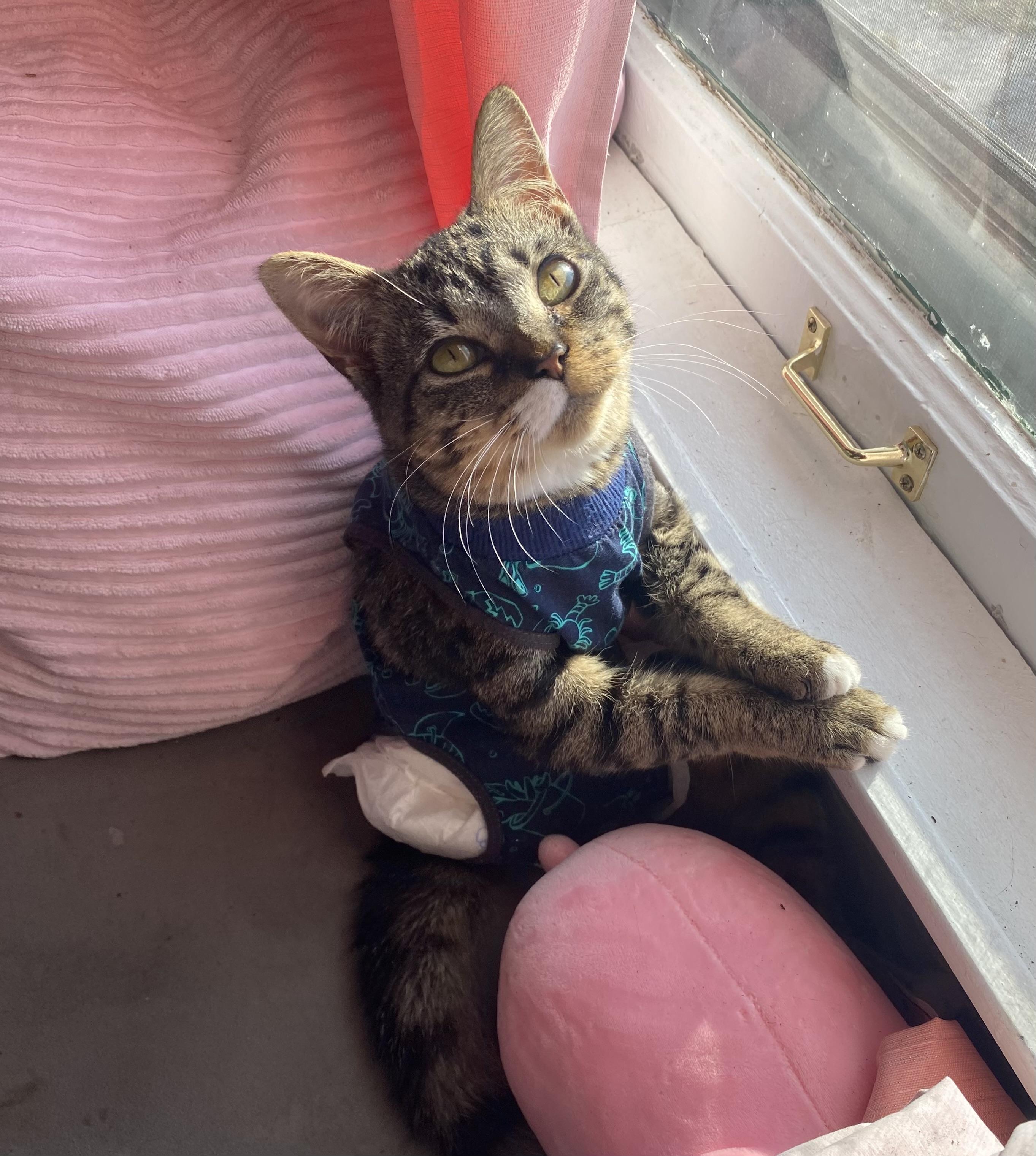 Pretzel Twist, a Adoptable Domestic Short Hair in Stockbridge, MI image 4/6