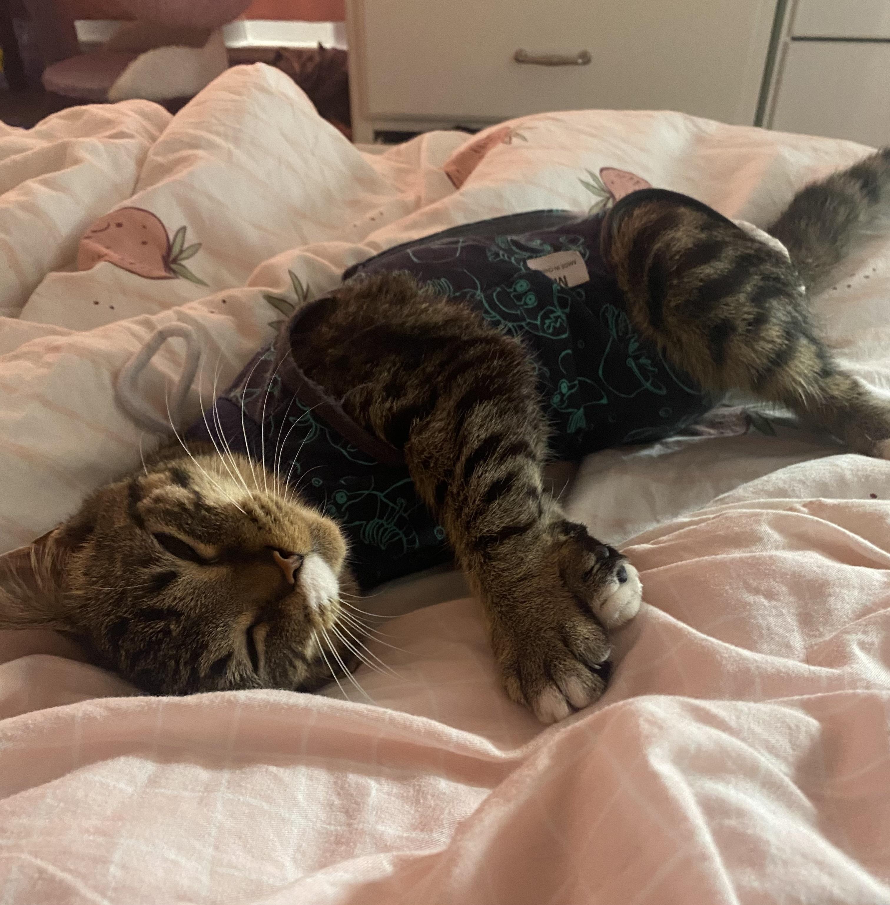 Pretzel Twist, a Adoptable Domestic Short Hair in Stockbridge, MI image 3/6