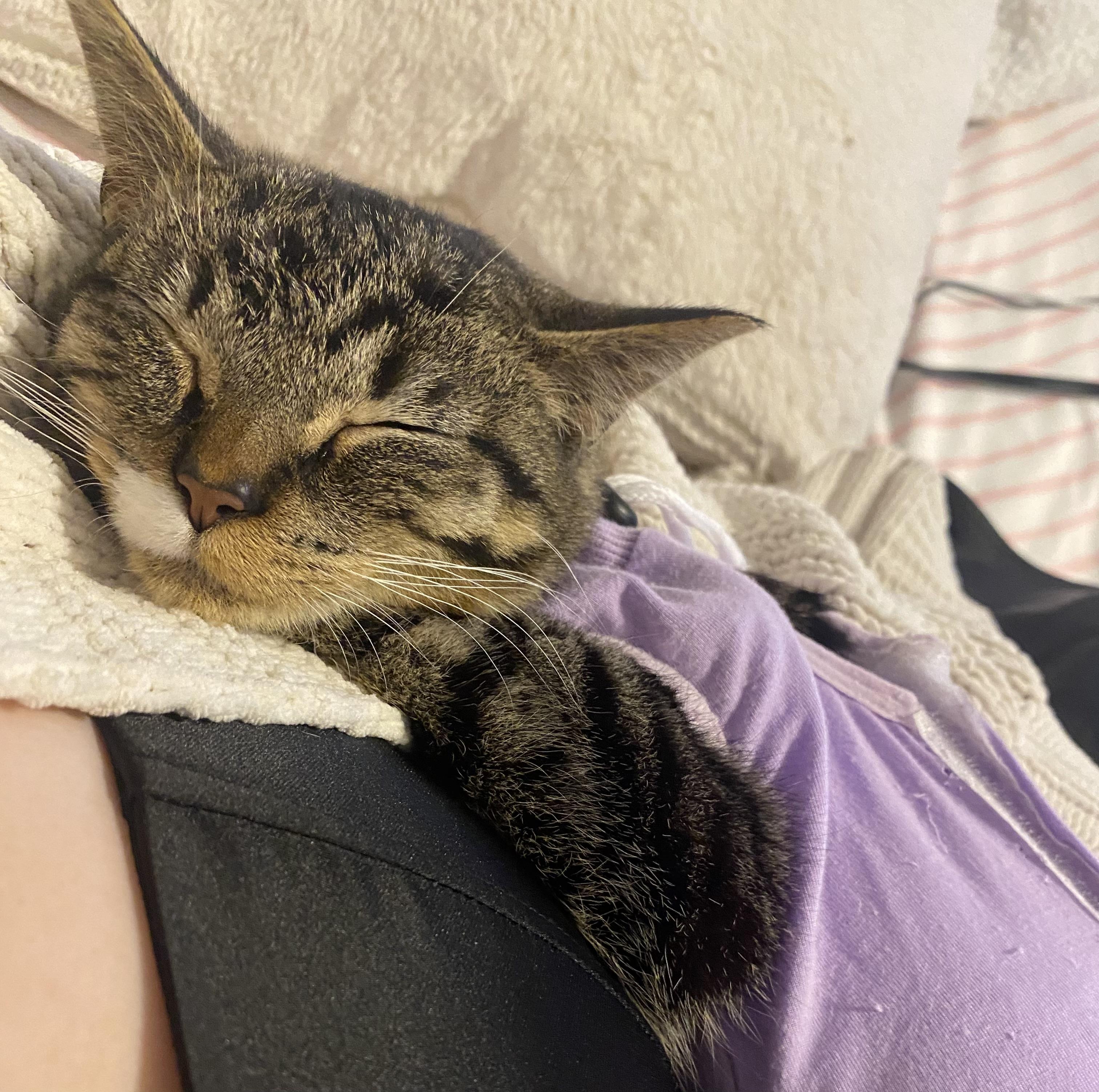 Pretzel Twist, a Adoptable Domestic Short Hair in Stockbridge, MI image 2/6