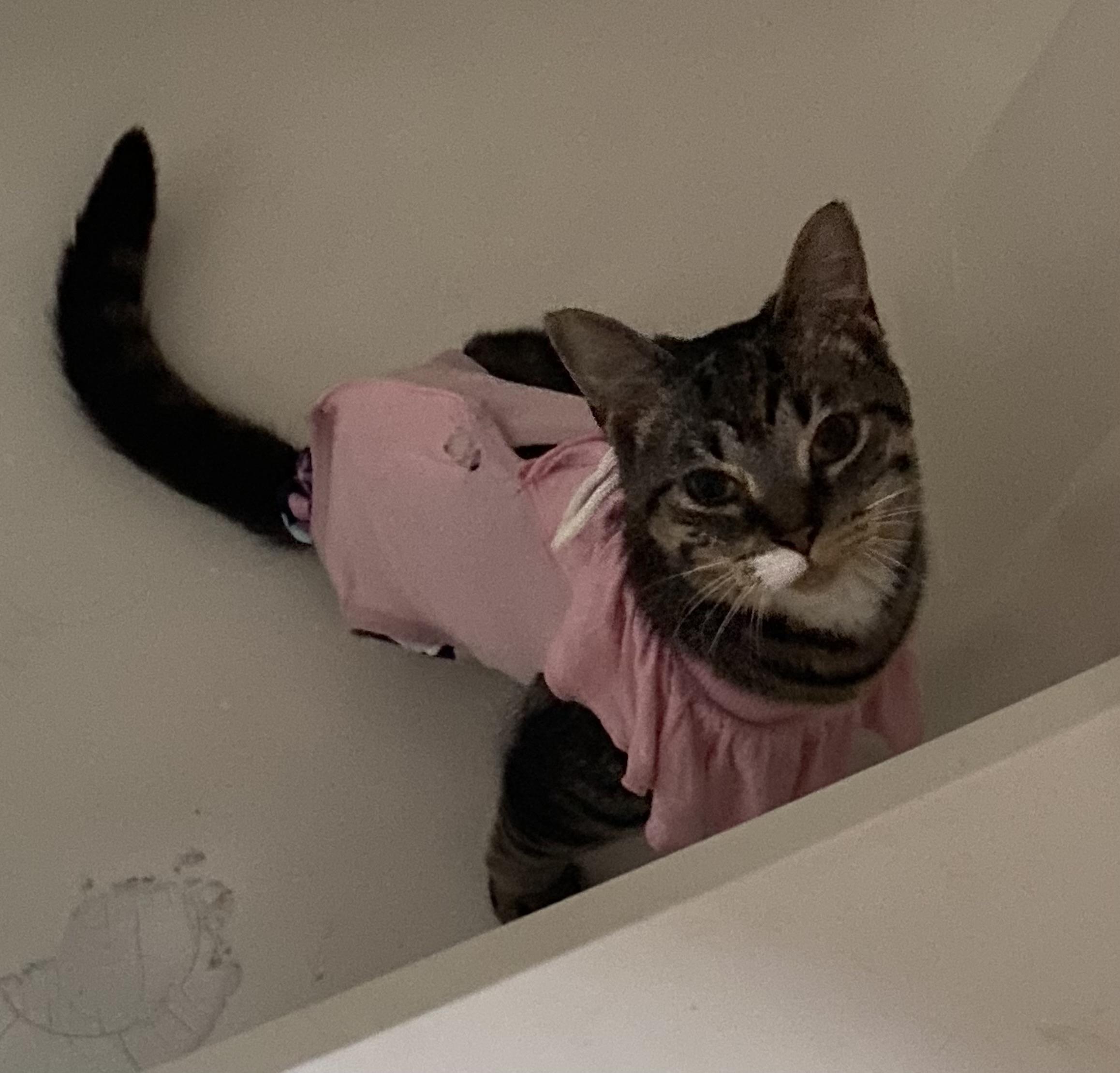 Pretzel Twist, a Adoptable Domestic Short Hair in Stockbridge, MI image 6/6