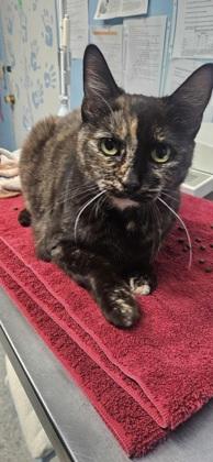 Leda, Adoptable, Adult Female Domestic Short Hair & Domestic Short Hair.