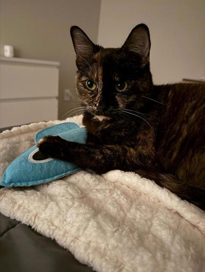 Enlarge Leda, a Adoptable mixed breed in Roseville, CA image 2/3
