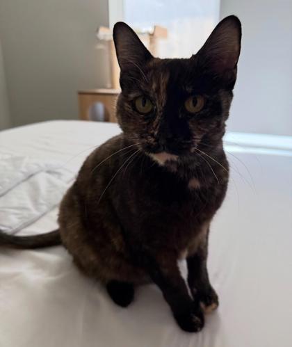 Enlarge Leda, a Adoptable mixed breed in Roseville, CA image 3/3