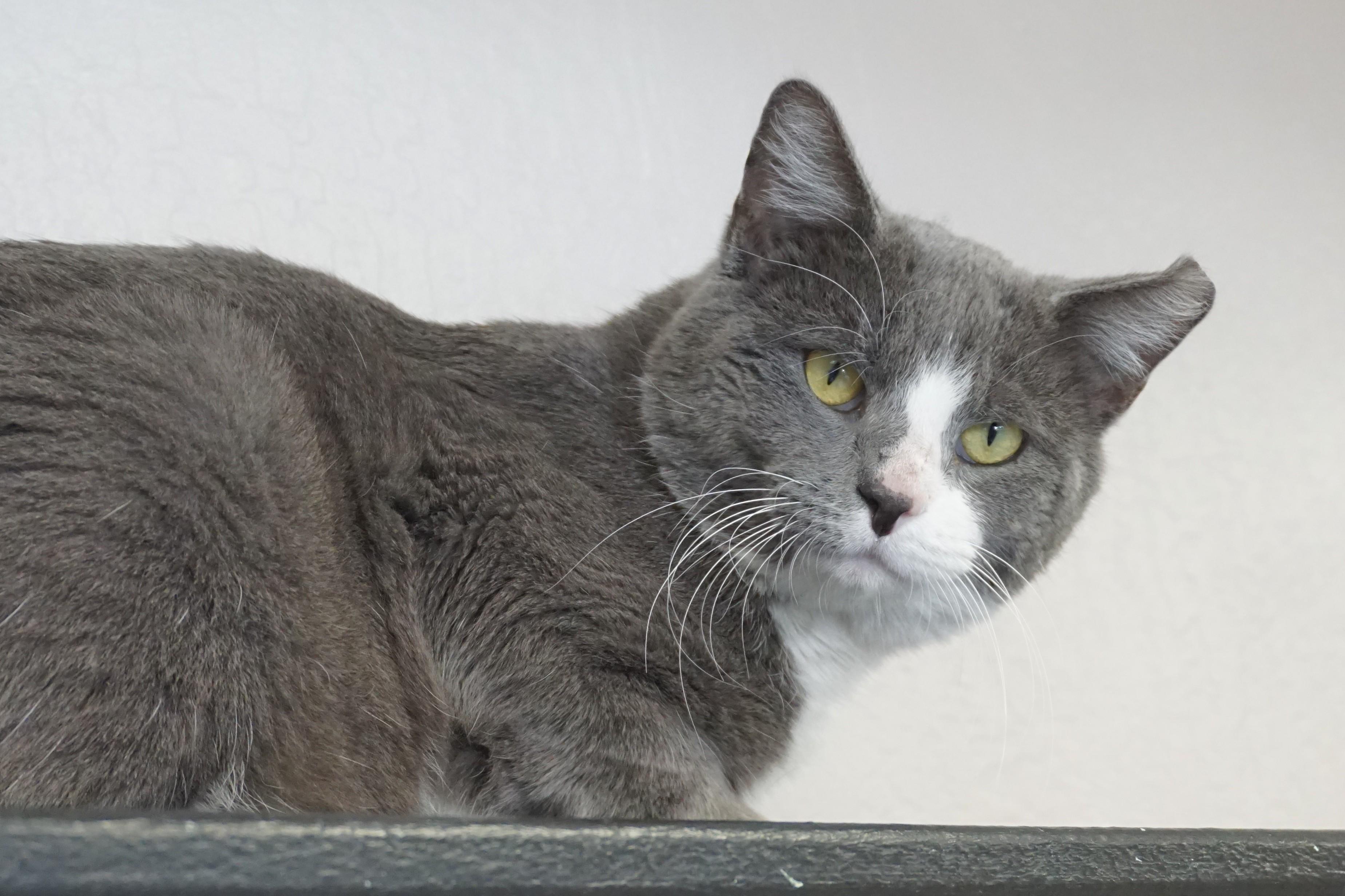 Enlarge Gerold, a ADOPTABLE Domestic Short Hair in Fountain Hills, AZ image 4/5
