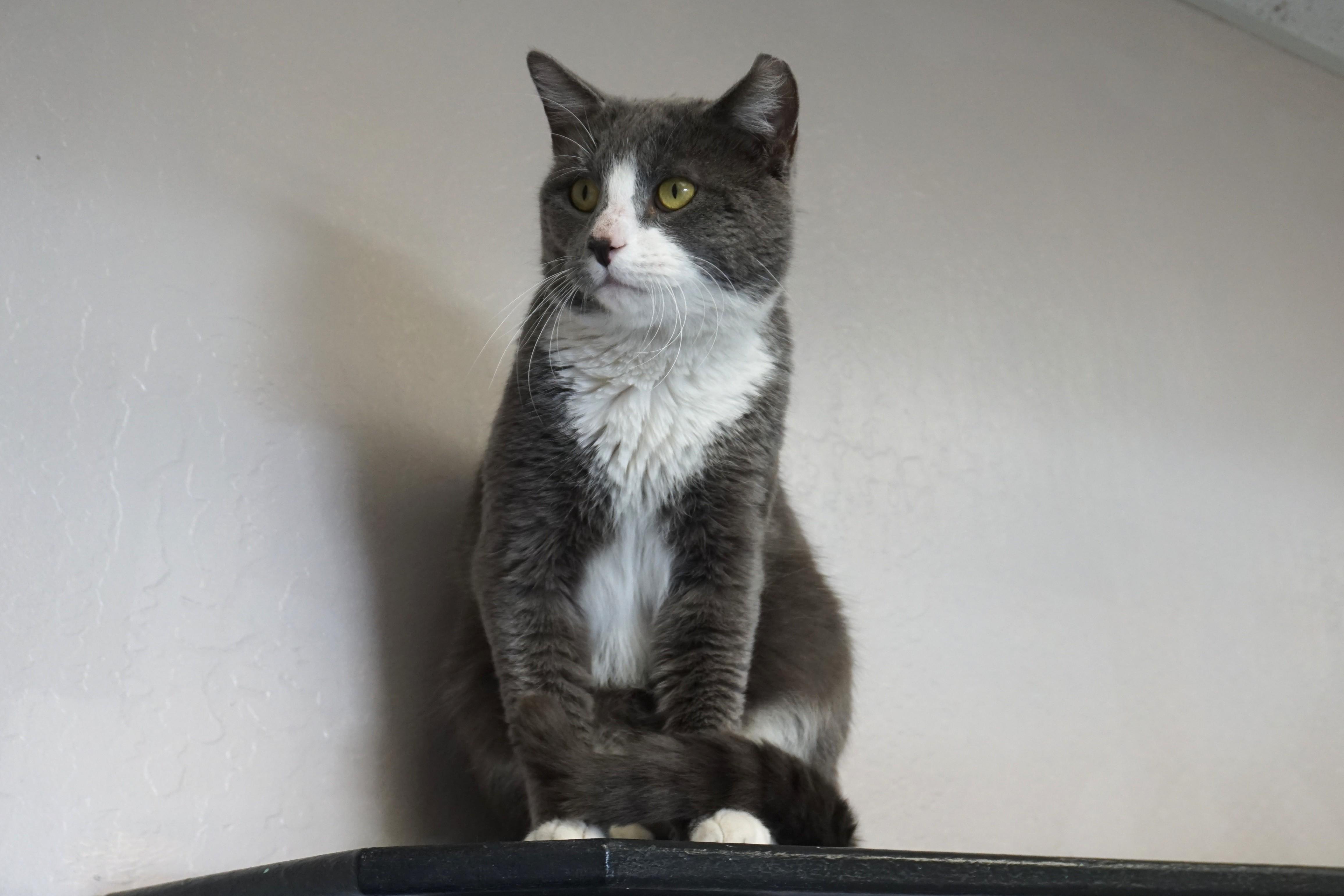 Enlarge Gerold, a ADOPTABLE Domestic Short Hair in Fountain Hills, AZ image 5/5