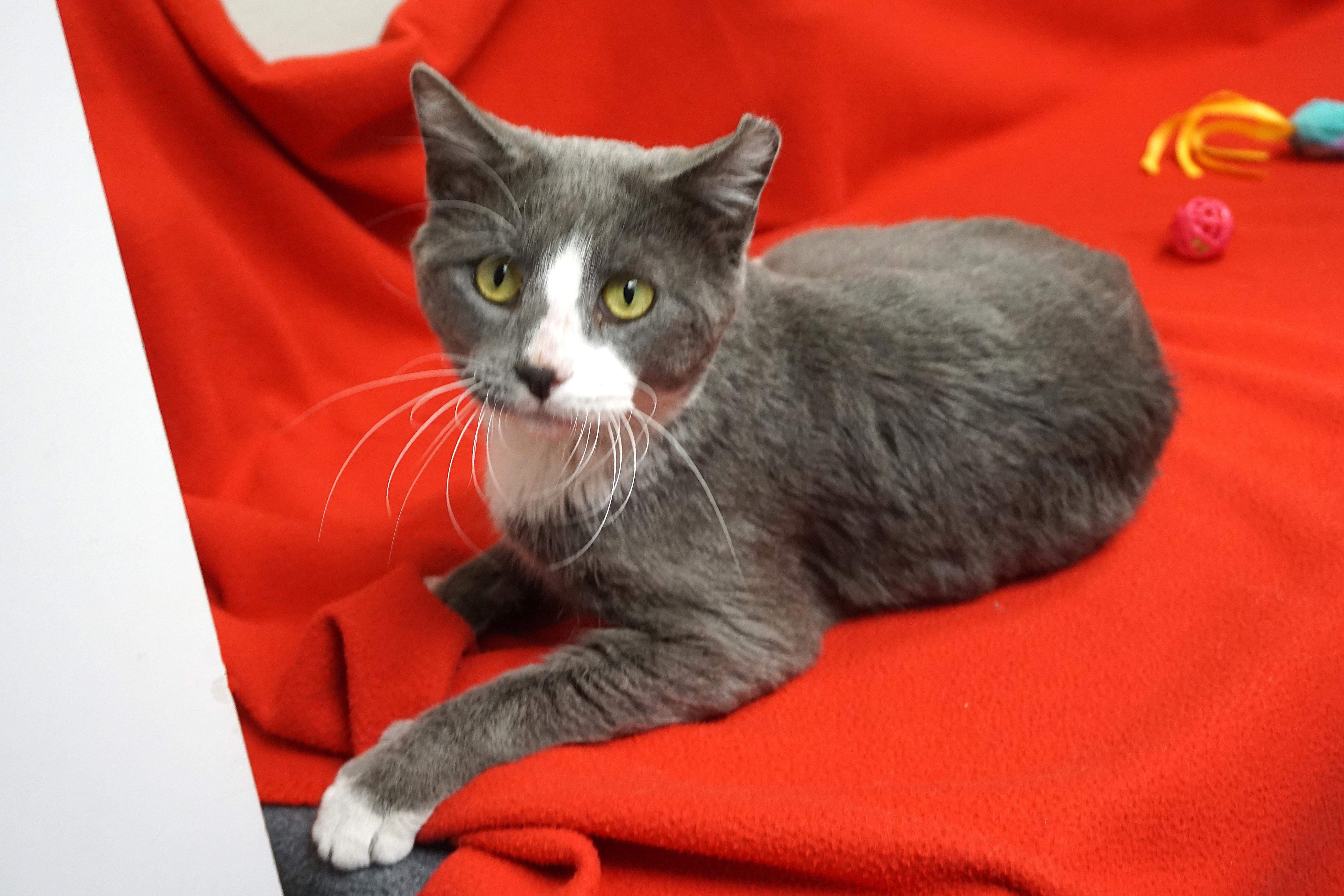 Enlarge Gerold, a ADOPTABLE Domestic Short Hair in Fountain Hills, AZ image 2/5