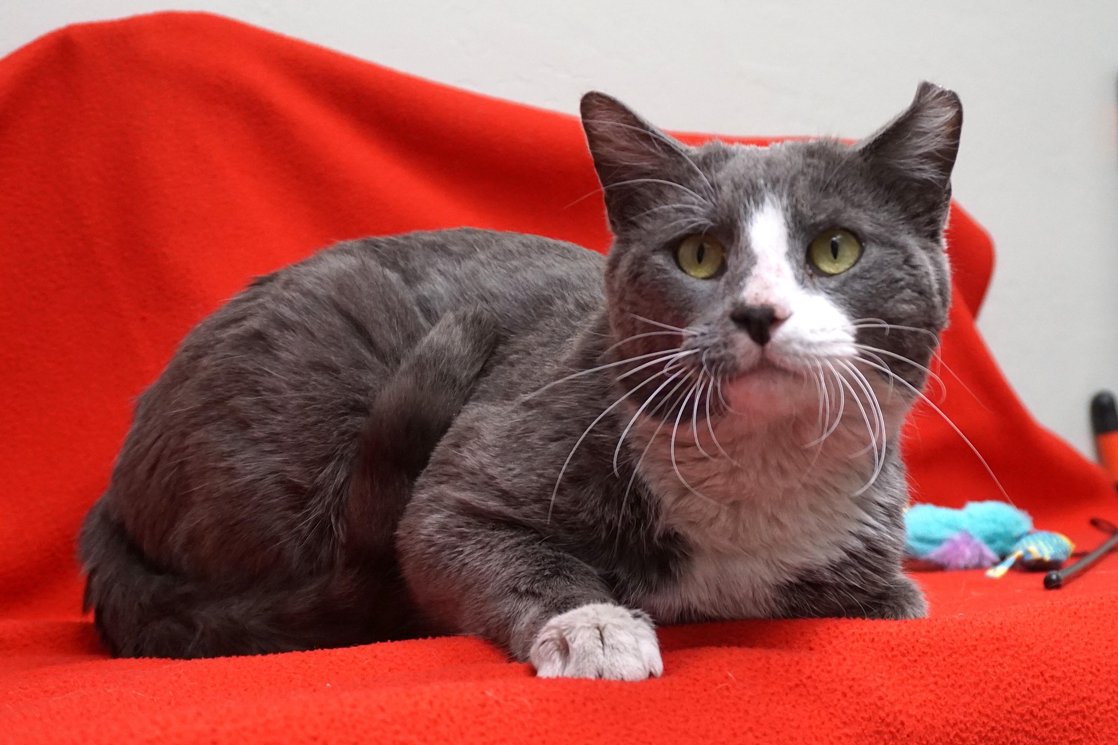 Enlarge Gerold, a ADOPTABLE Domestic Short Hair in Fountain Hills, AZ image 3/5