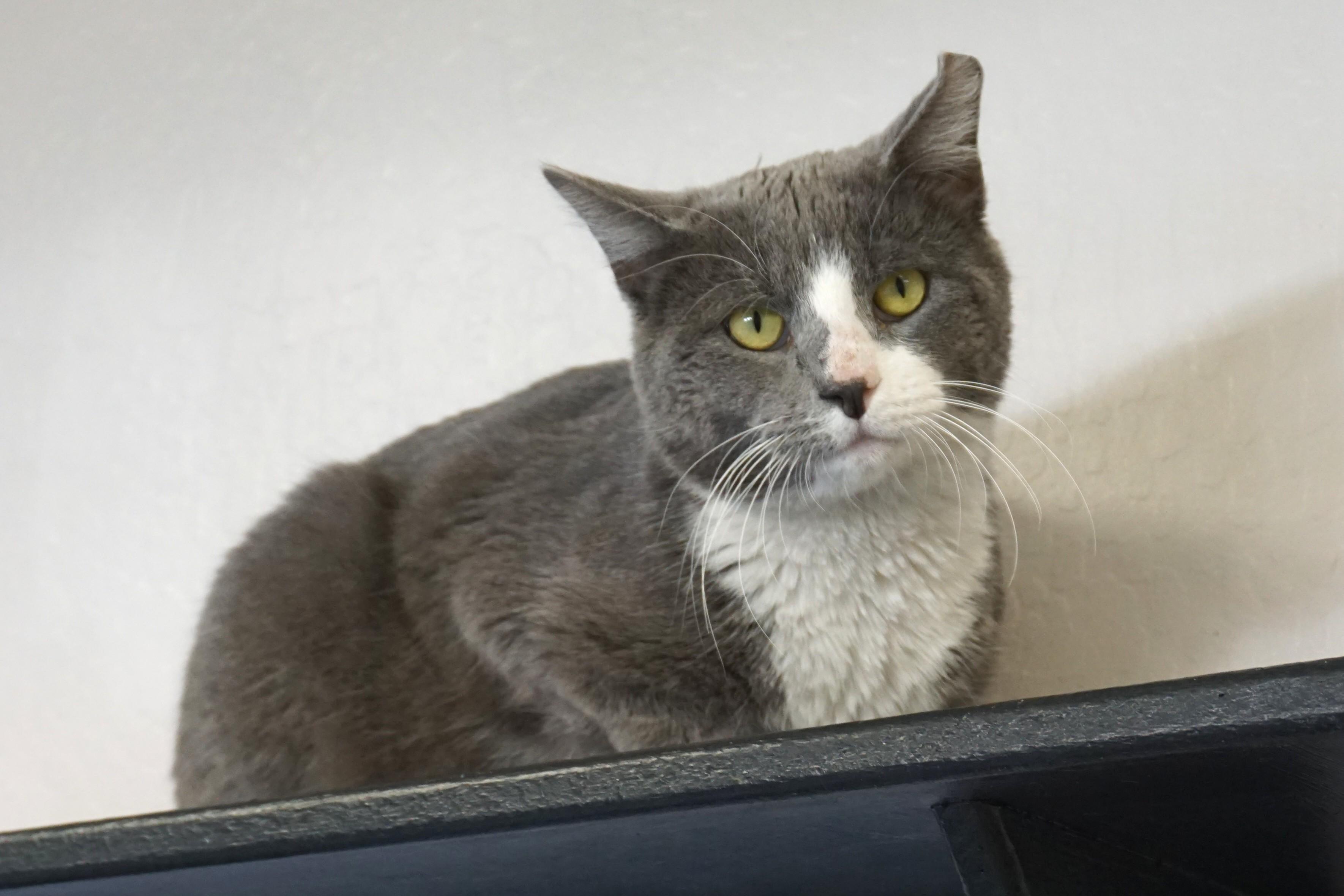 Gerold, ADOPTABLE, Adult Male Domestic Short Hair.