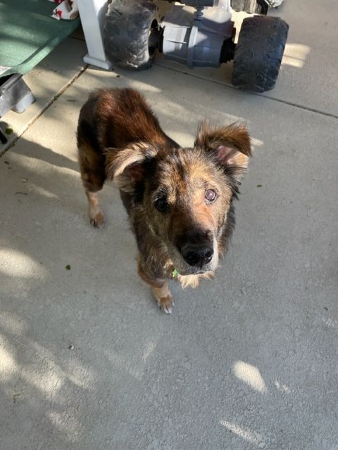 Percy, Adopted, Senior Male Border Terrier.