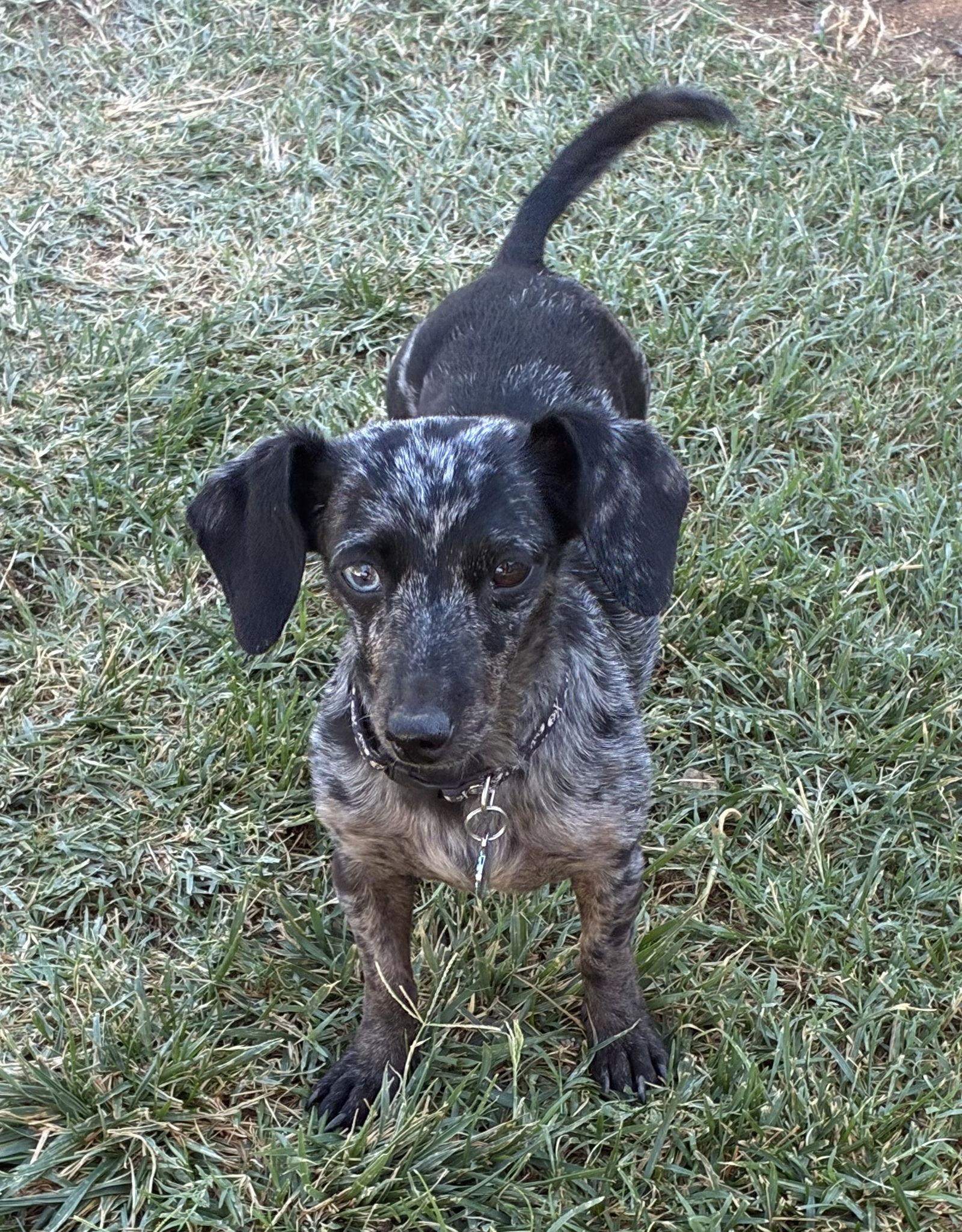 Enlarge Luci, a Adopted Dachshund in Hesperia, CA image 2/3
