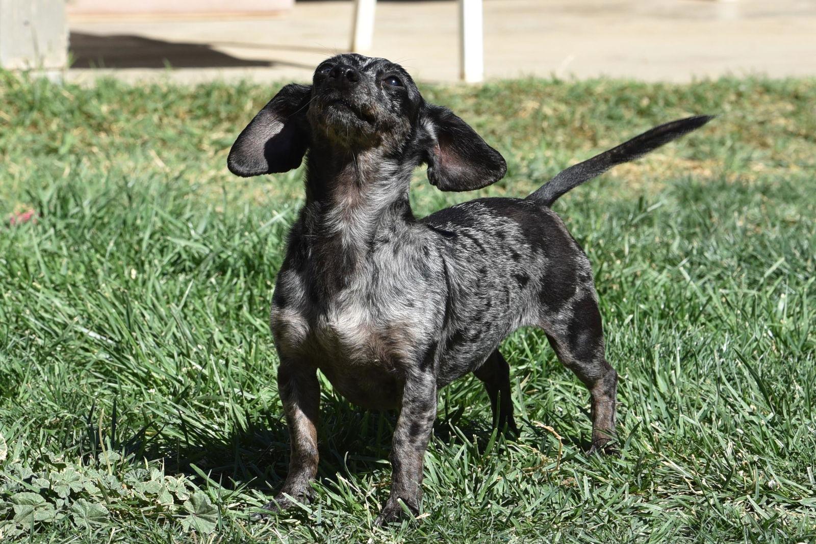 Enlarge Luci, a Adopted Dachshund in Hesperia, CA image 3/3