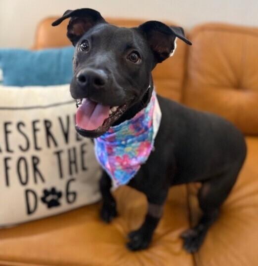 Shadow Mini Hershey Kisses