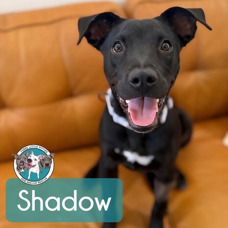 Shadow Mini Hershey Kisses — thumbnail 3