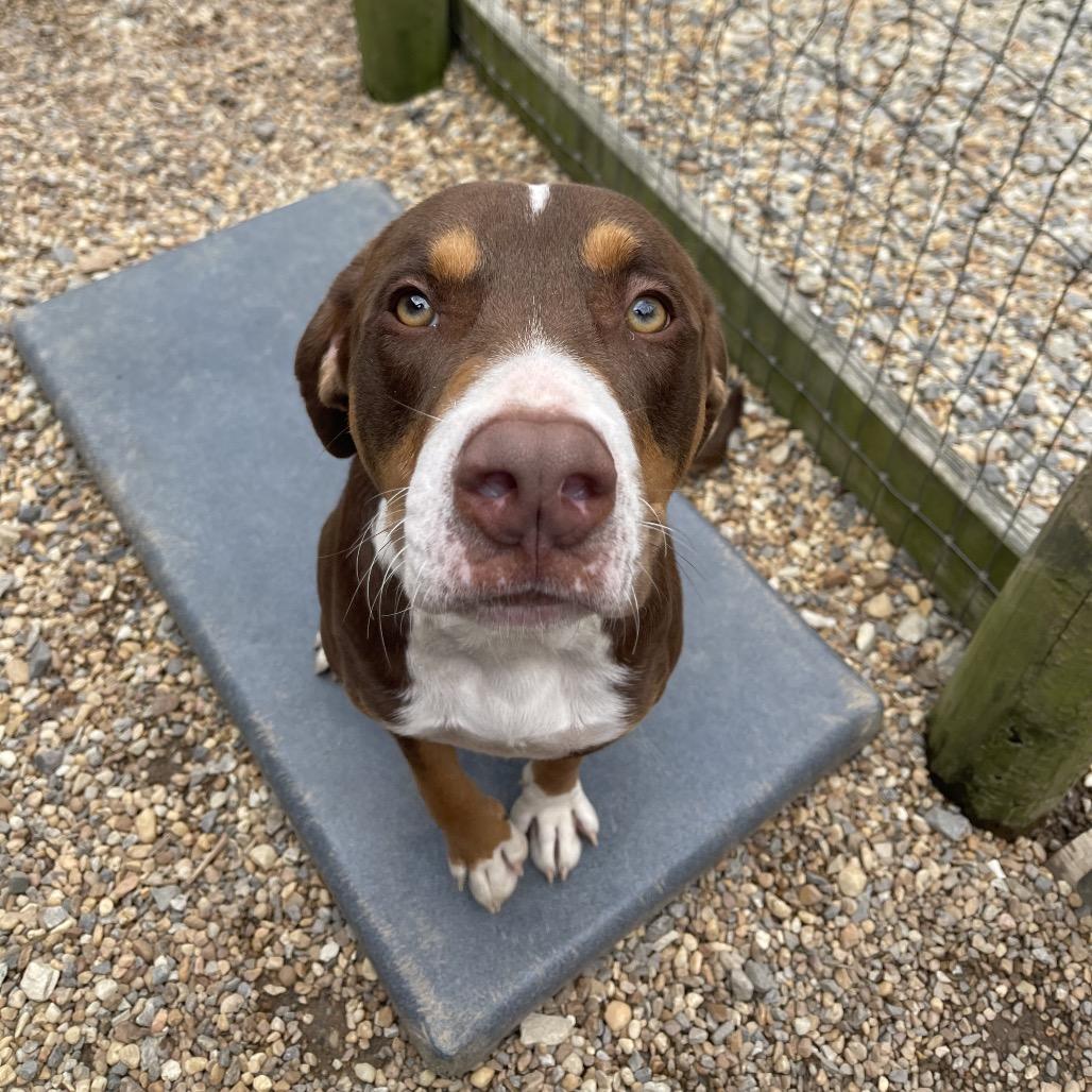 Rumple, Adoptable, Young Male American Staffordshire Terrier.