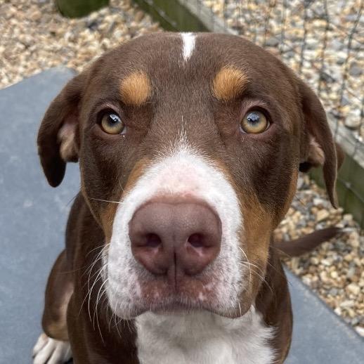 Enlarge Rumple, a Adoptable American Staffordshire Terrier in Blairsville, GA image 2/6