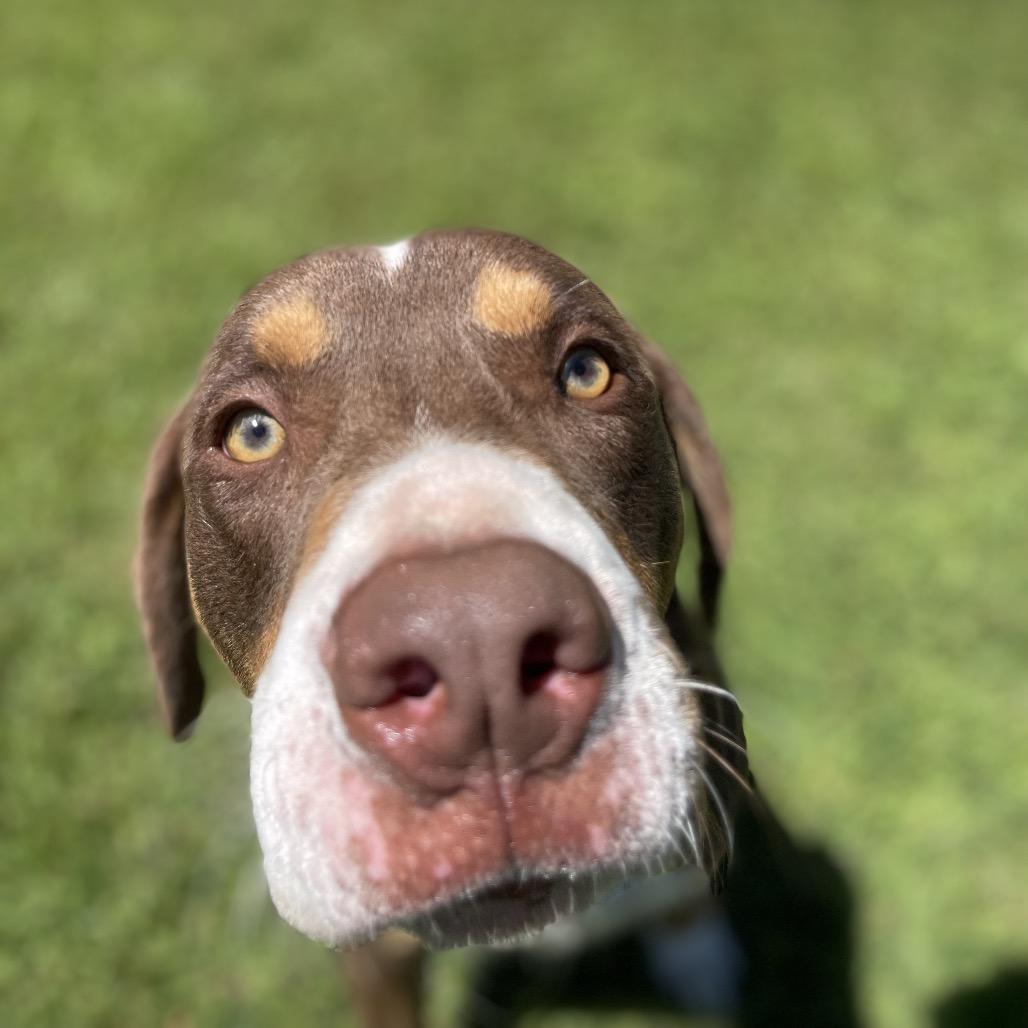Enlarge Rumple, a Adoptable American Staffordshire Terrier in Blairsville, GA image 3/6