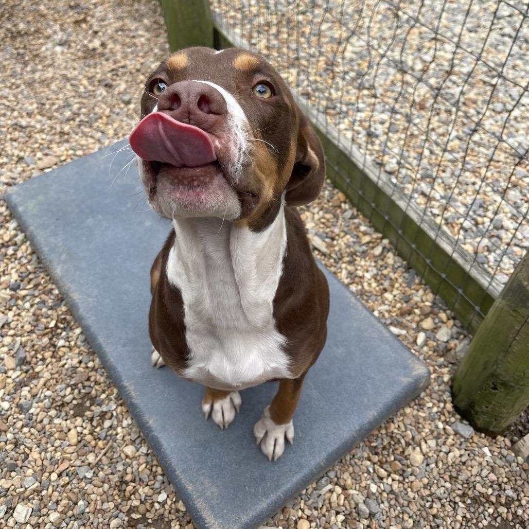 Enlarge Rumple, a Adoptable American Staffordshire Terrier in Blairsville, GA image 4/6