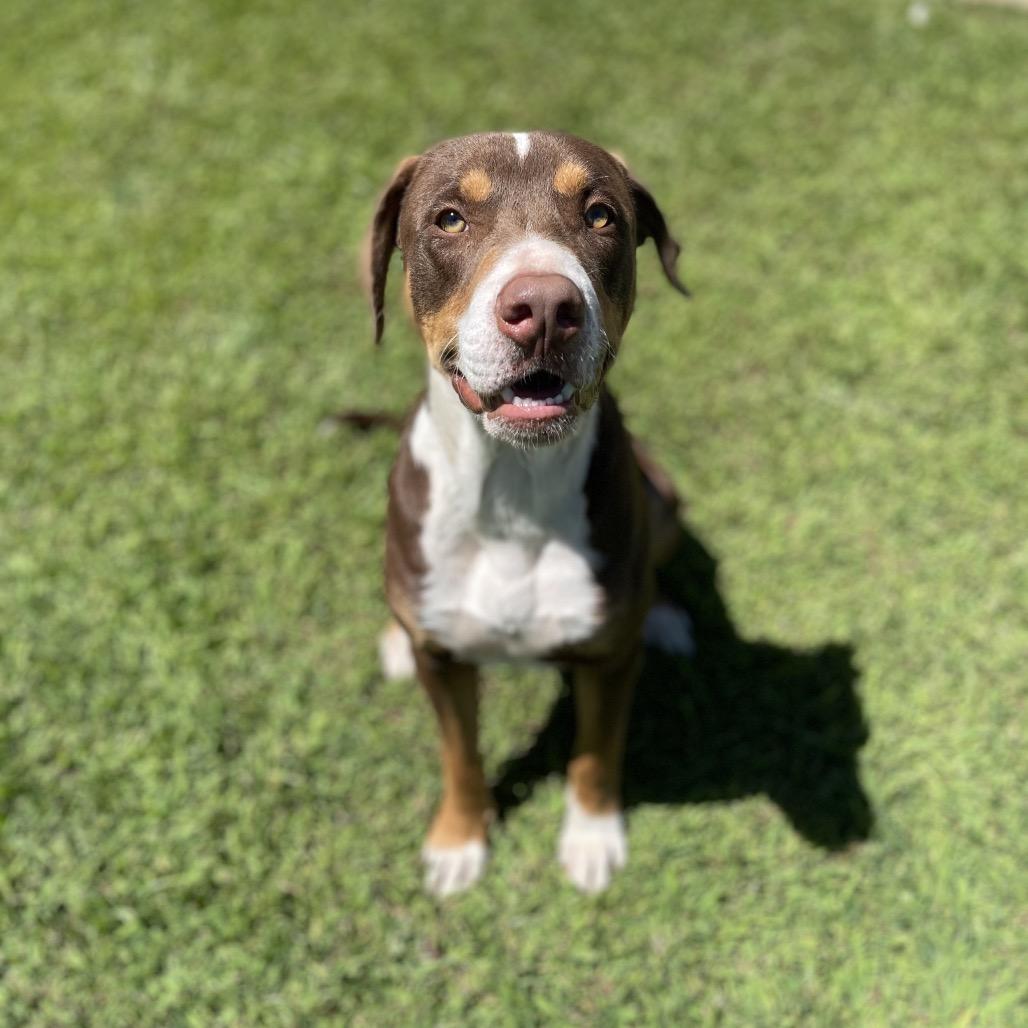 Enlarge Rumple, a Adoptable American Staffordshire Terrier in Blairsville, GA image 5/6