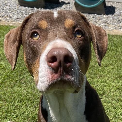 Enlarge Rumple, a Adoptable American Staffordshire Terrier in Blairsville, GA image 6/6