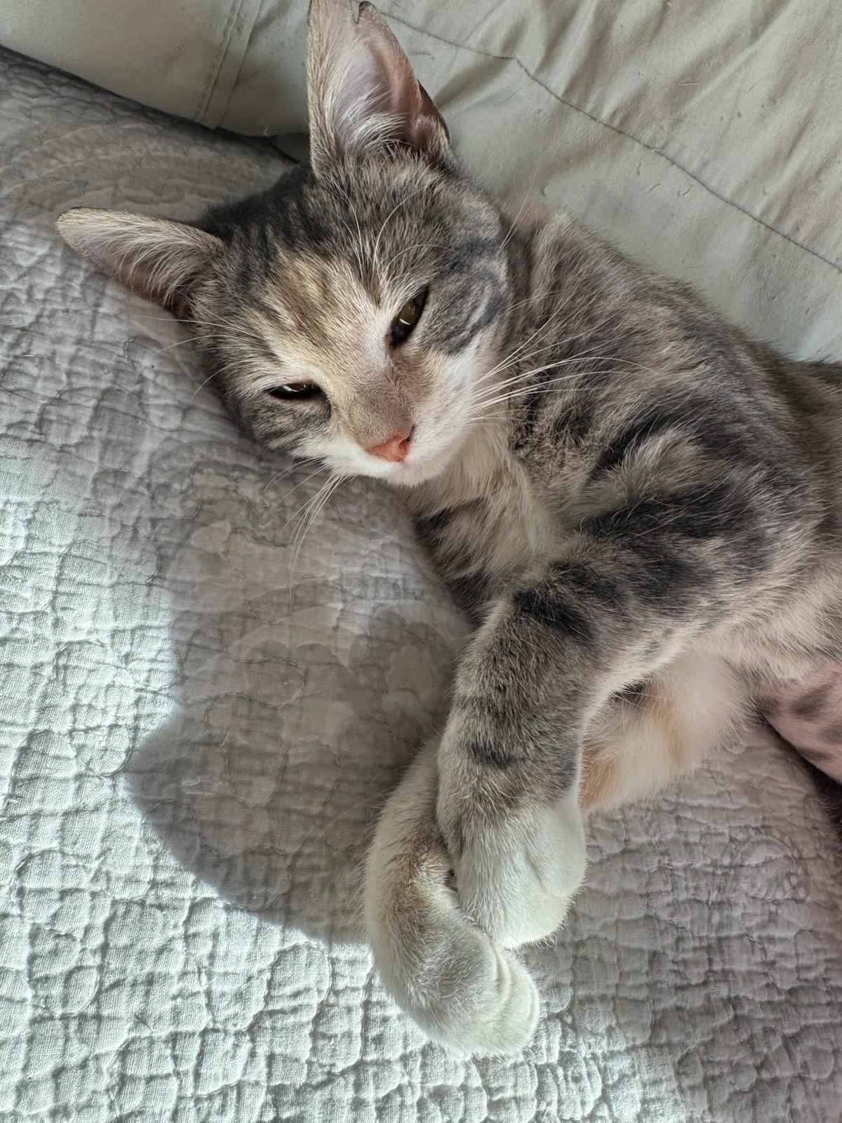 Enlarge Sunny, an adopted Domestic Short Hair in Quincy, MA image 1/1