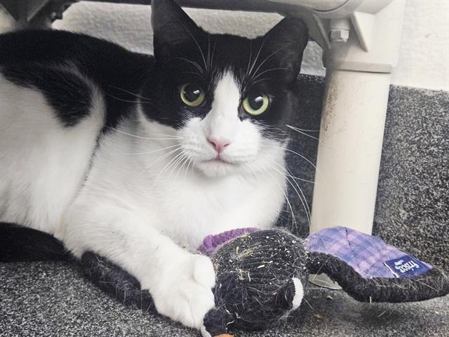 Enlarge JAPAN, a Adoptable Domestic Short Hair in Albuquerque, NM image 1/1