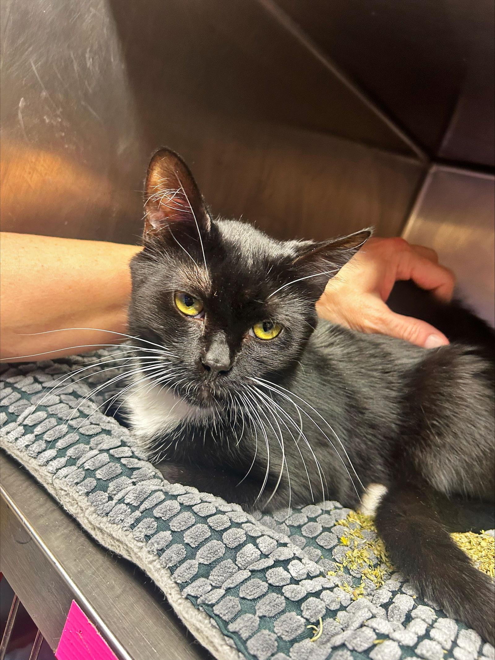 Twinston loves cats, a Adoptable Domestic Short Hair in Herndon, VA image 1/3