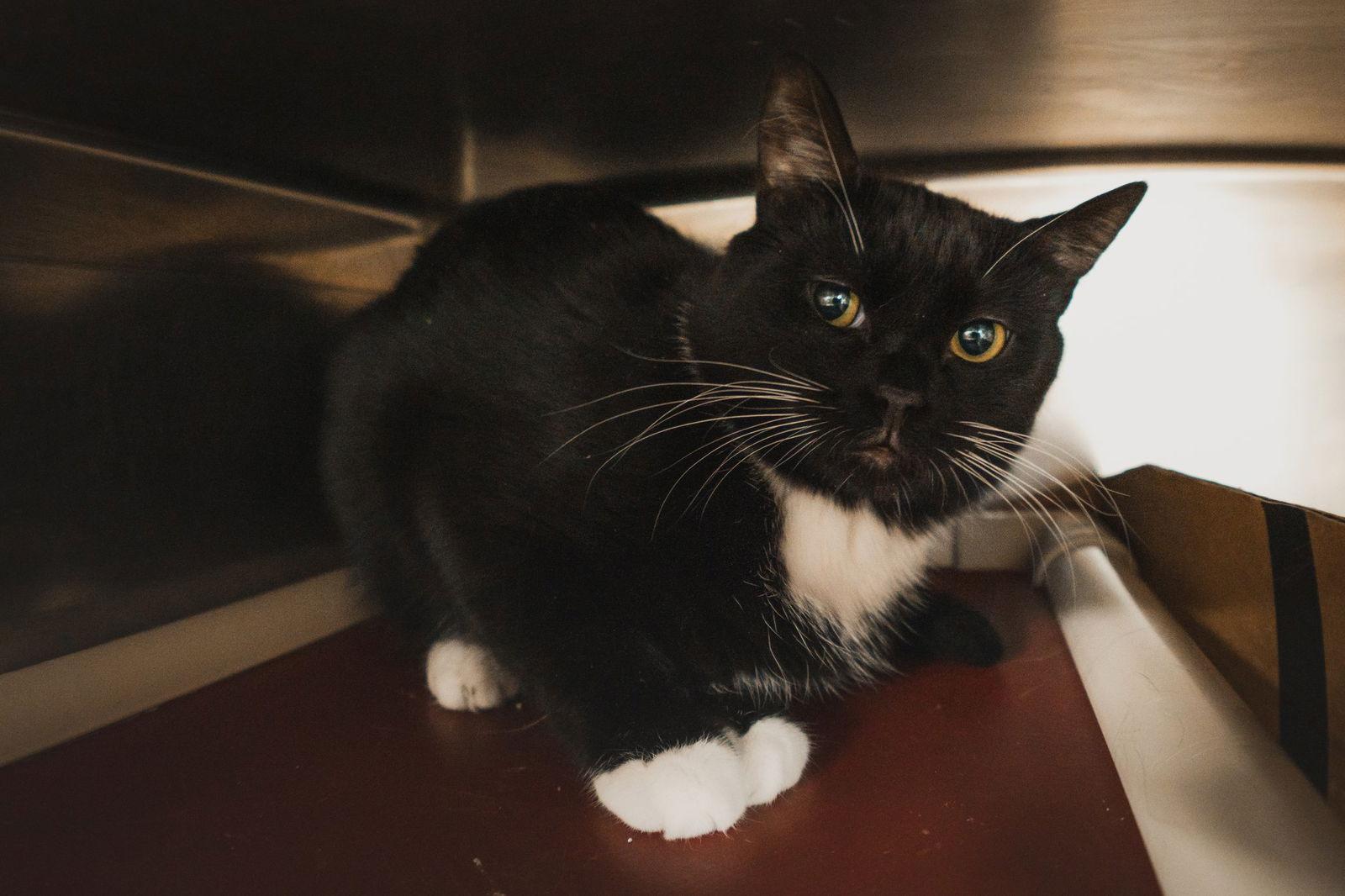 Twinston loves cats, a Adoptable Domestic Short Hair in Herndon, VA image 2/3