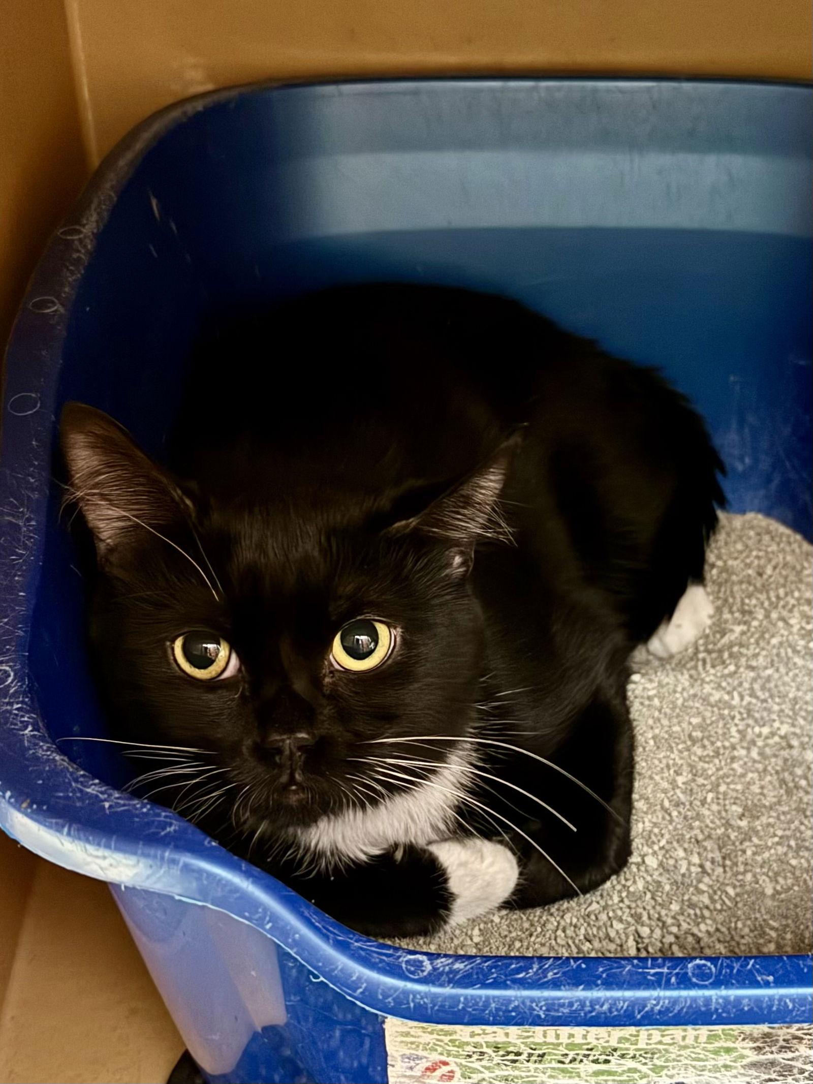 Twinston loves cats, a Adoptable Domestic Short Hair in Herndon, VA image 3/3