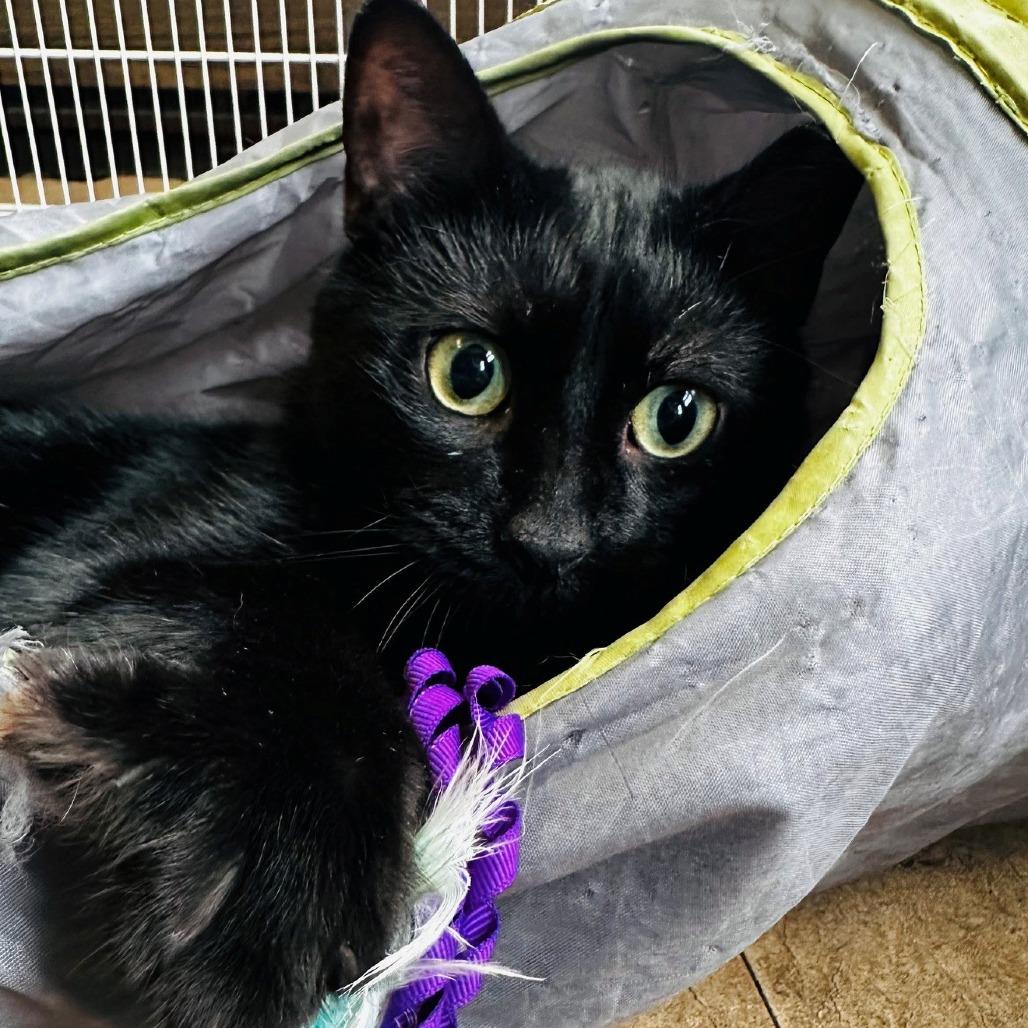 Enlarge Coal, a Adoptable Domestic Short Hair in Monticello, IL image 1/1