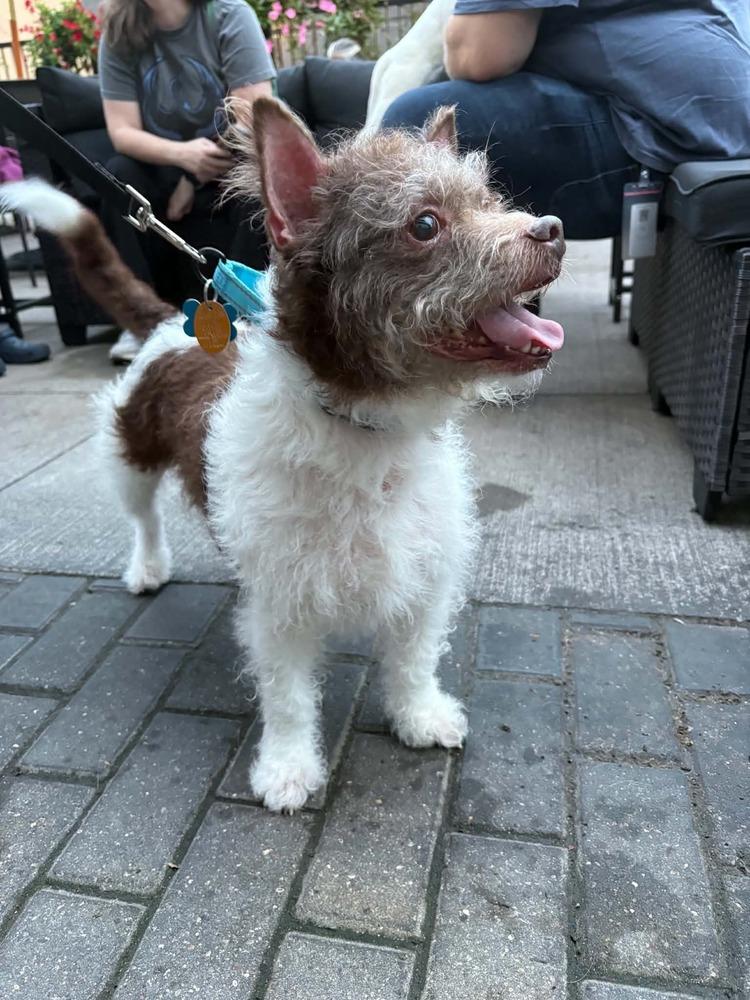 Russell, Adoptable, Adult Male Cairn Terrier.