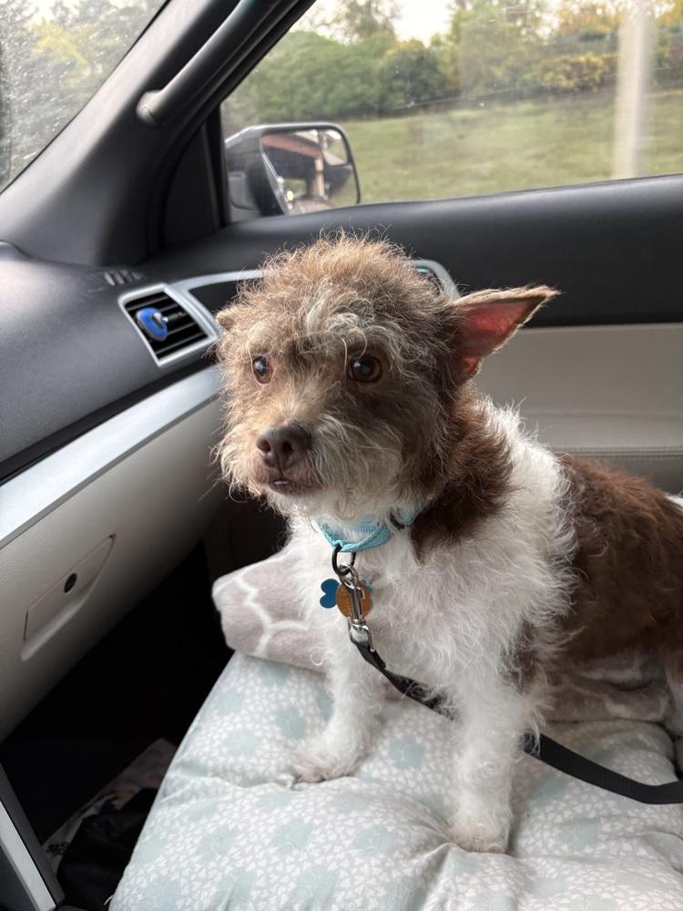 Enlarge Russell, a Adoptable mixed breed in Plymouth, MN image 2/6
