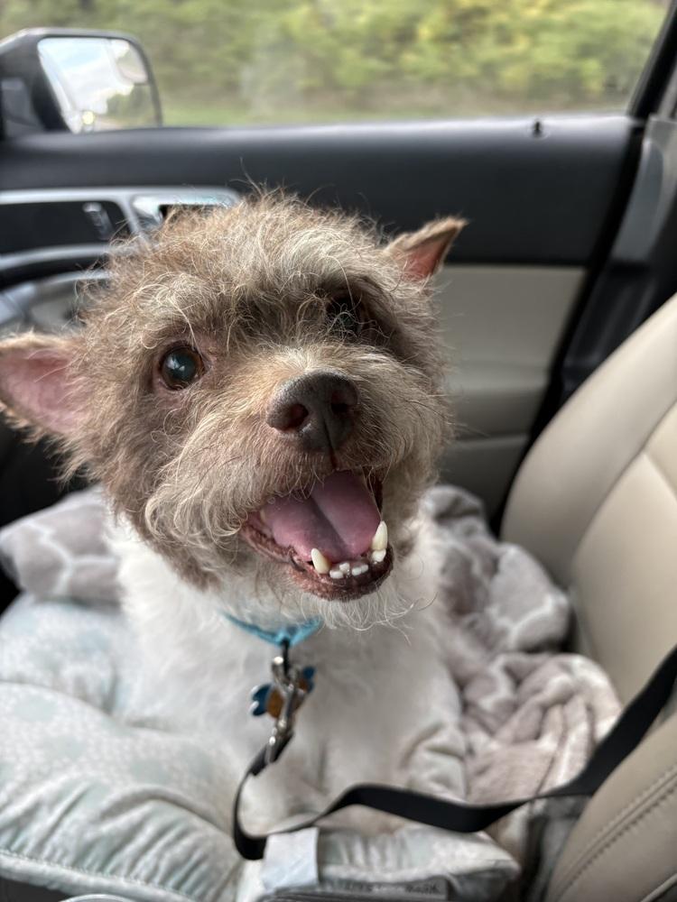 Enlarge Russell, a Adoptable mixed breed in Plymouth, MN image 3/6