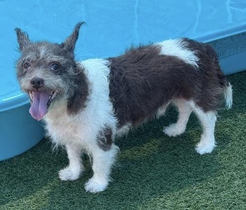 Enlarge Russell, a Adoptable mixed breed in Plymouth, MN image 1/1