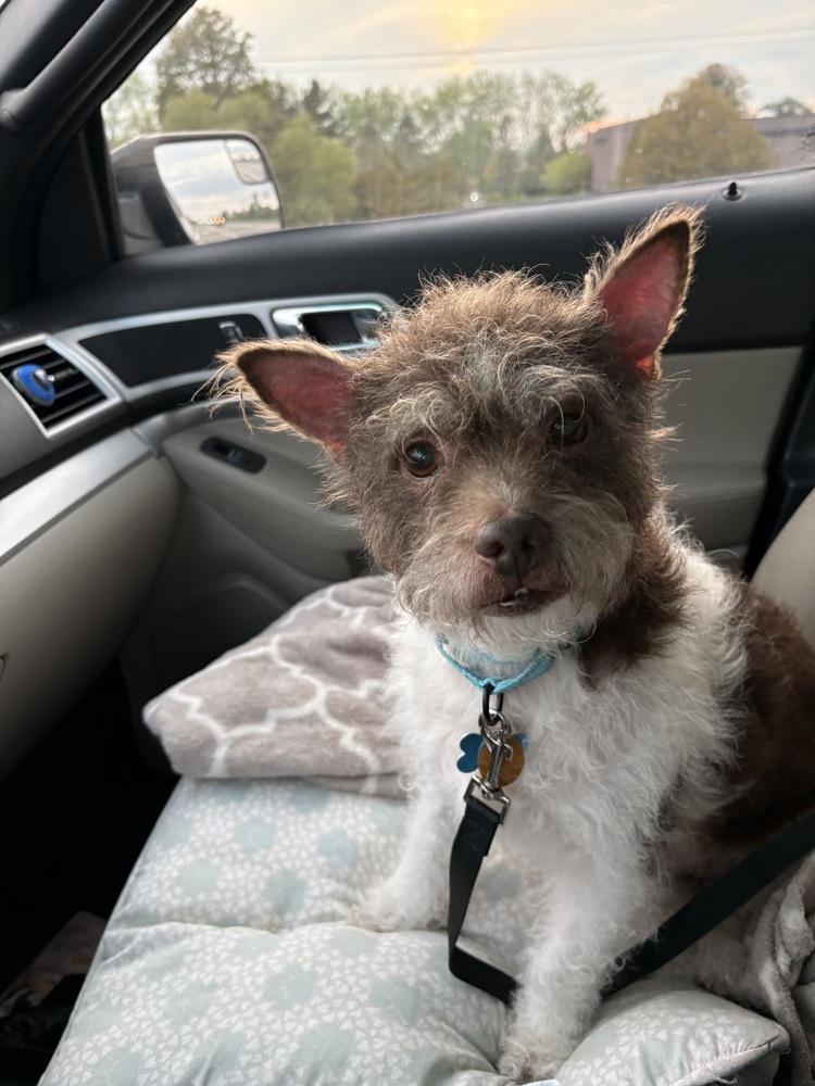Enlarge Russell, a Adoptable mixed breed in Plymouth, MN image 5/6