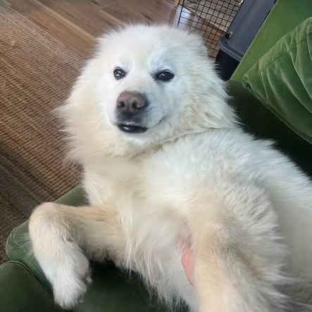 Apollo, ADOPTABLE, Senior Male Husky.