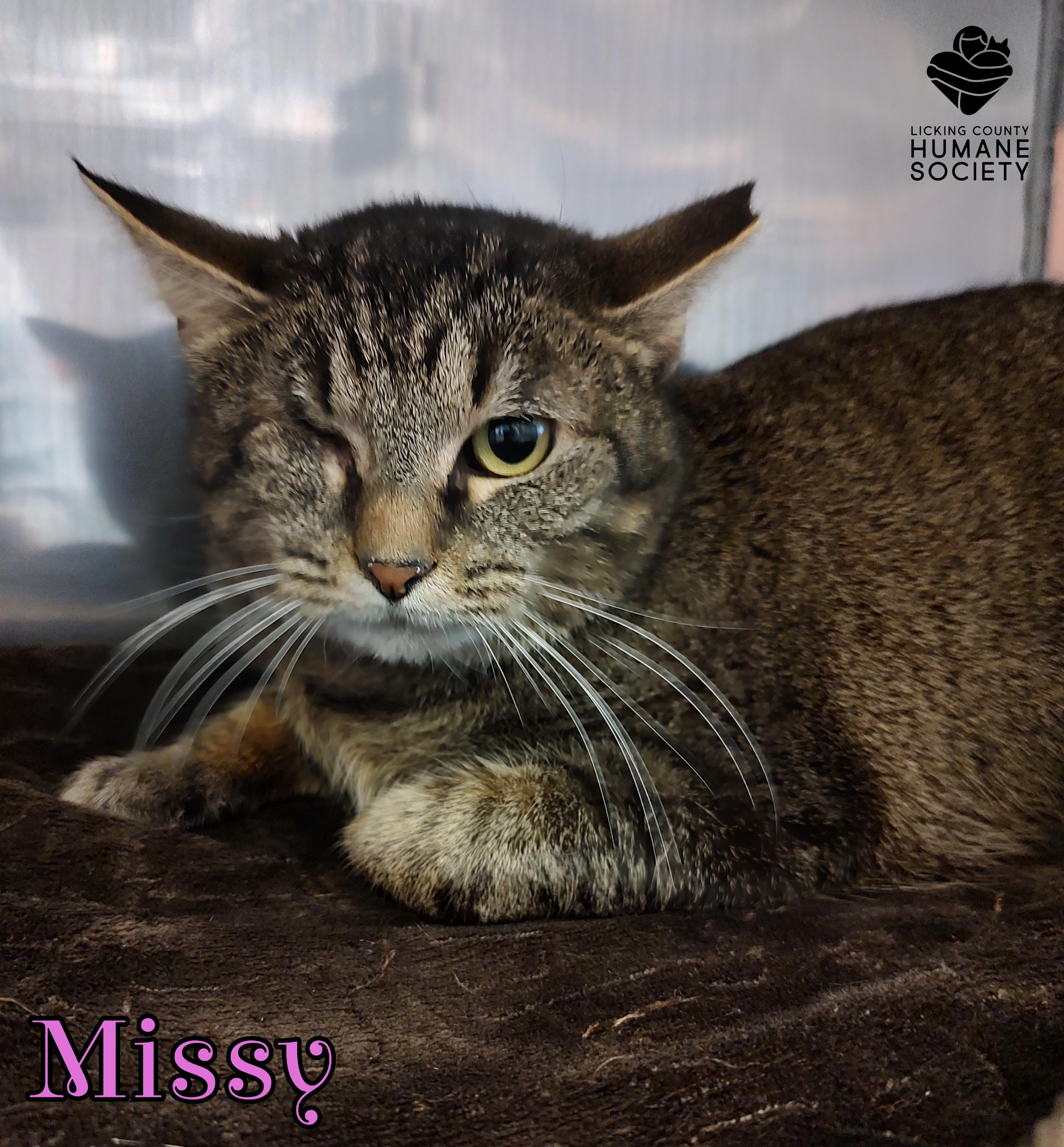 Missy, ADOPTABLE, Adult Female Domestic Short Hair.