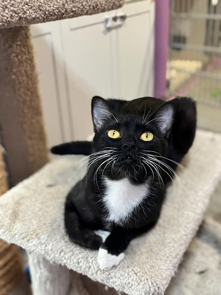 Miss Rococo, Adoptable, Adult Female Domestic Short Hair.