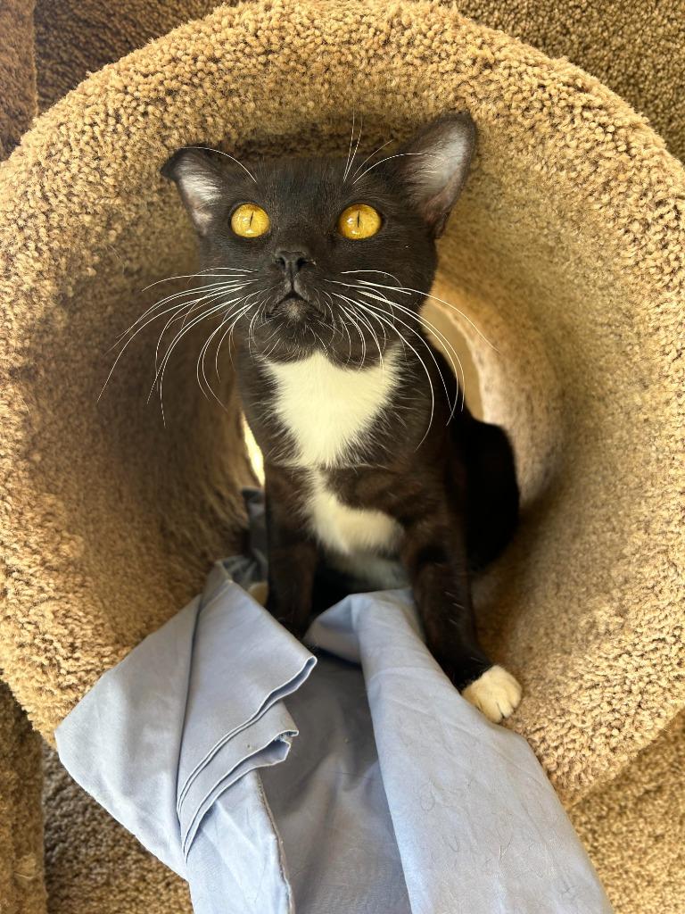 Miss Rococo, Adoptable, Adult Female Domestic Short Hair.