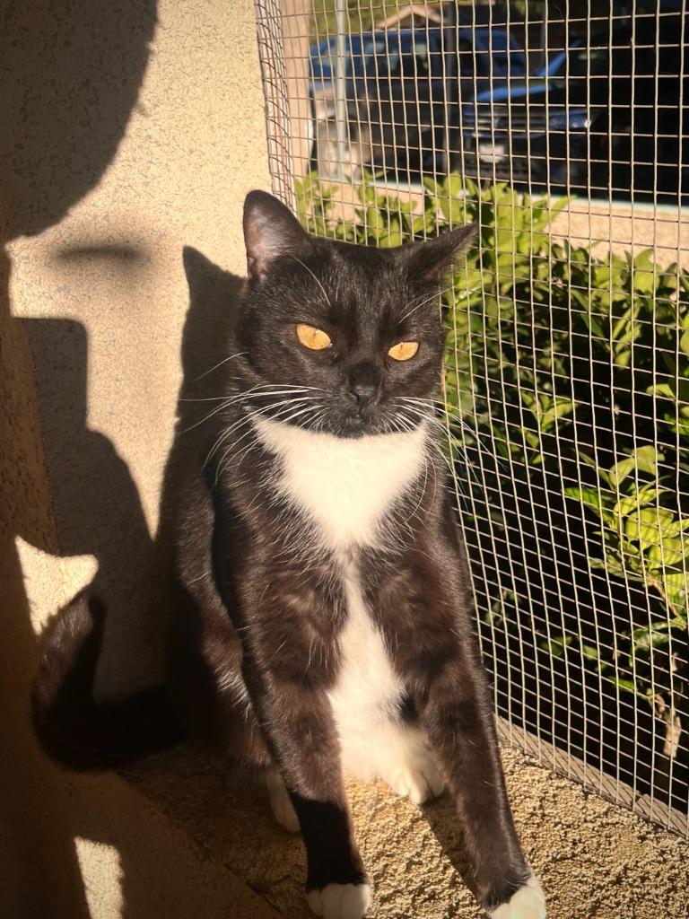 Miss Rococo, Adoptable, Adult Female Domestic Short Hair.